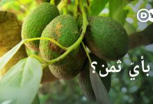 ثمرة الأفوكادو - غذاء قيم وضار بالبيئة