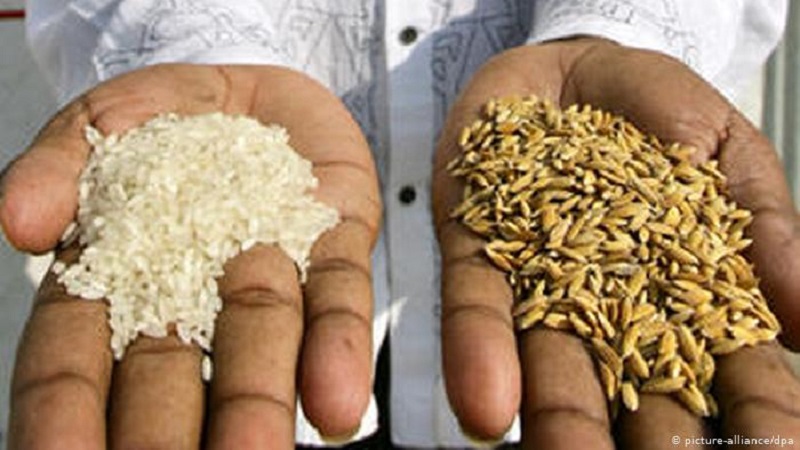 الأرز الطبيعي 