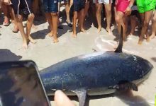 سمكة التونة العنيدة في قبضة الشعب التونسي