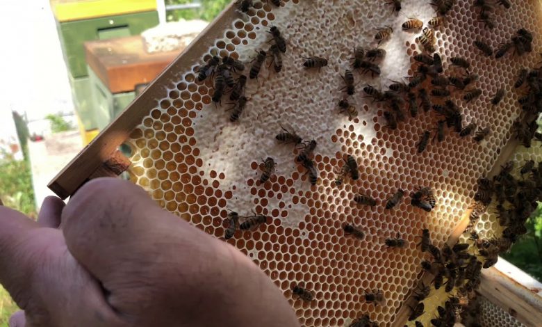 شاهد كيف يتم جني العسل!