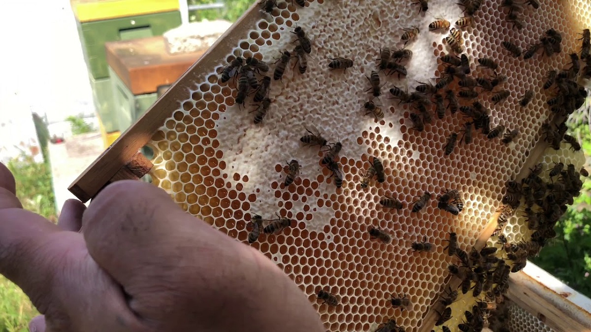 شاهد كيف يتم جني العسل!