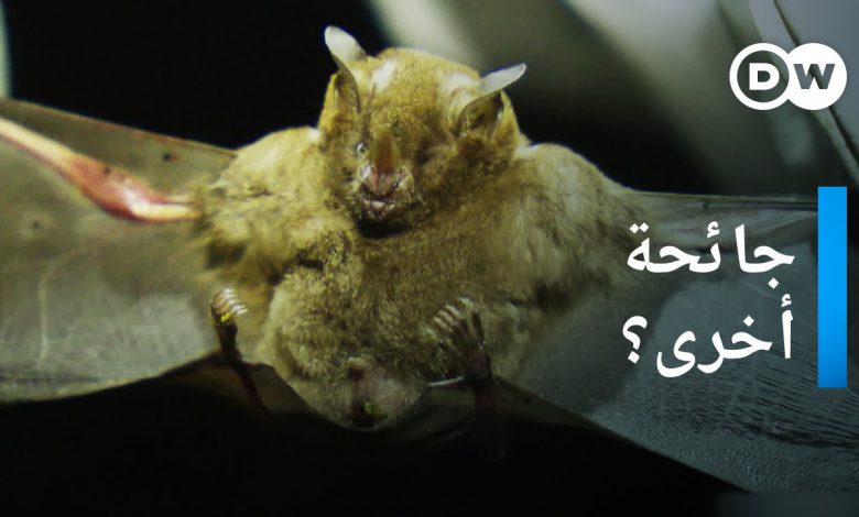 هل ستأتي الجائحة التالية من البرازيل؟