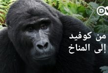 ماهي العلاقة بين الإنسان والغابات وانتشار الأوبئة ؟