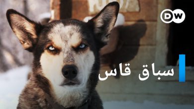 سباق زلاجات الكلاب في النرويج