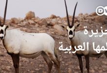 جزيرة الظباء البيضاء - جنة أبو ظبي للحياة البرية