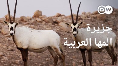 جزيرة الظباء البيضاء - جنة أبو ظبي للحياة البرية