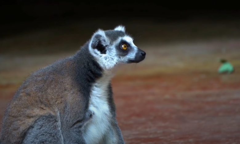 براري جزيرة مدغشقر - الحيوانات الأكثر غرابة على وجه المعمورة