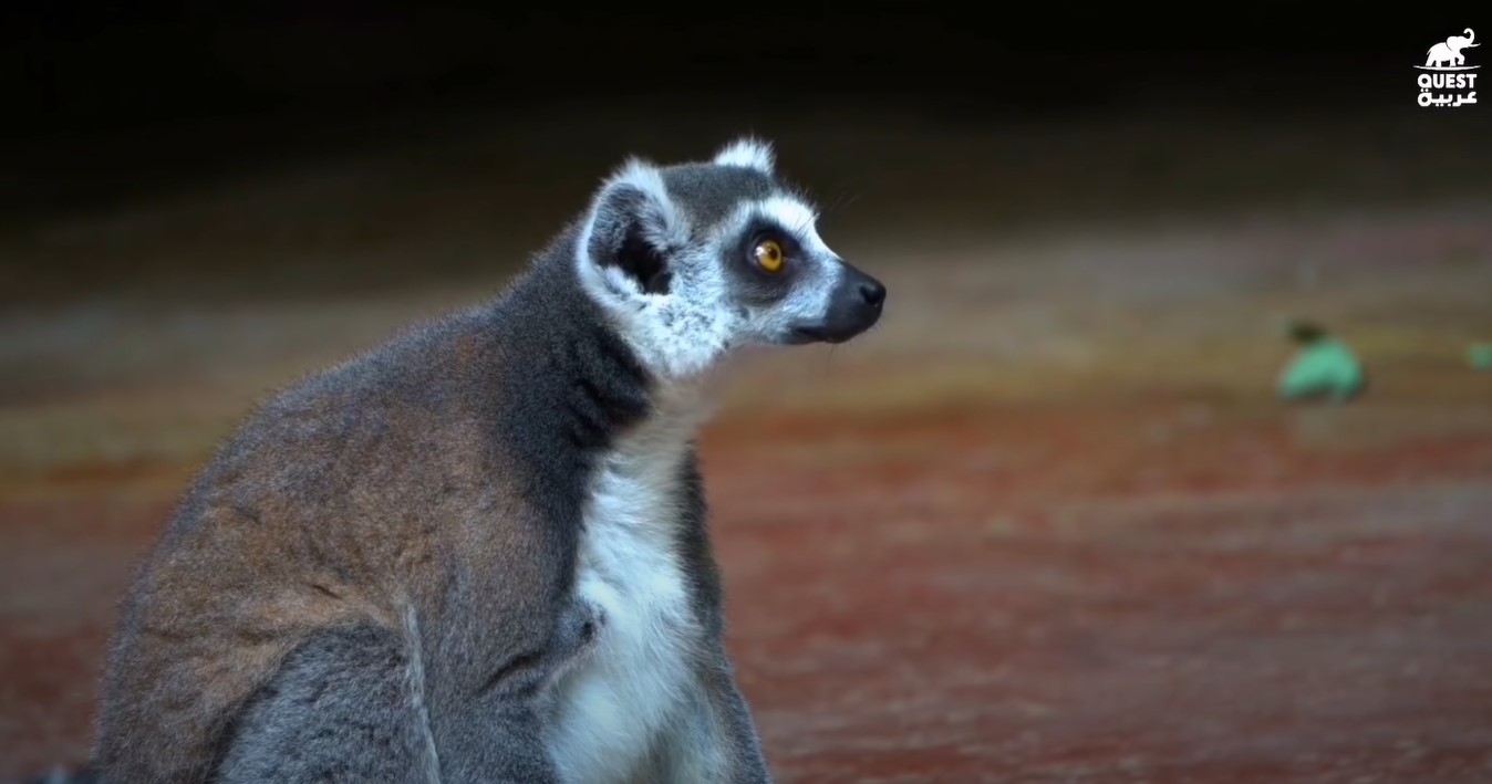 براري جزيرة مدغشقر - الحيوانات الأكثر غرابة على وجه المعمورة
