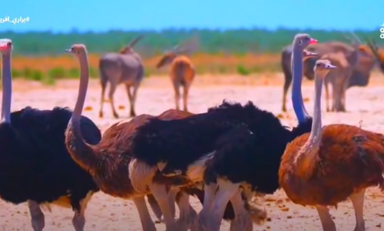 براري افريقيا الحياة القاسية عند طيور النعام