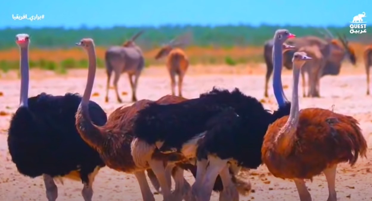 براري افريقيا الحياة القاسية عند طيور النعام