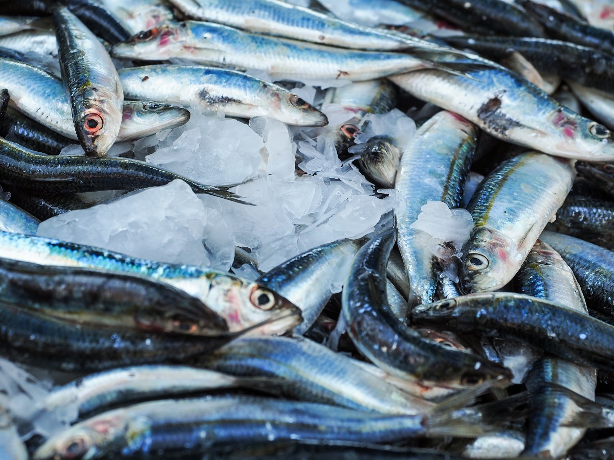 ماذا يحدث لجسمك إذا تناولت سمك السردين أسبوعياً؟