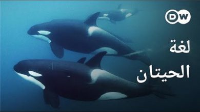لغة الحيتان