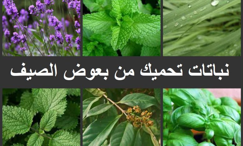 6 نباتات تحميك من بعوض الصيف