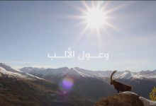 وعول الألب