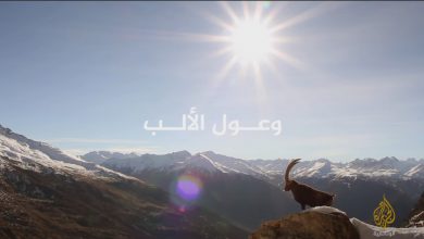 وعول الألب