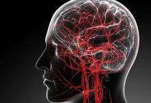 5 طرق تنشيط الدورة الدموية للمخ
